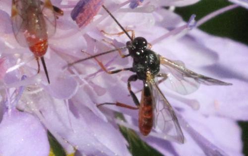 Stilbops ruficornis